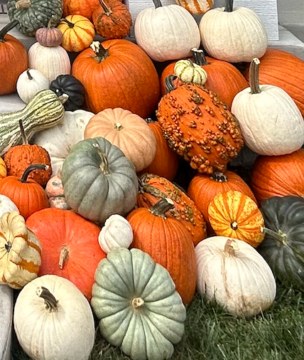 a variety of pumpkins in a pile