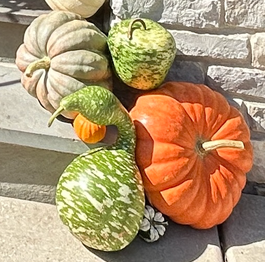 Beyond Pumpkins: Luxe Fall Decor Featuring Swan & Apple Gourds