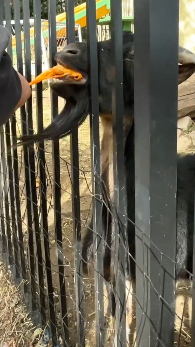 Goat behind a metal fence with a person's hand feeding him pumpkin.